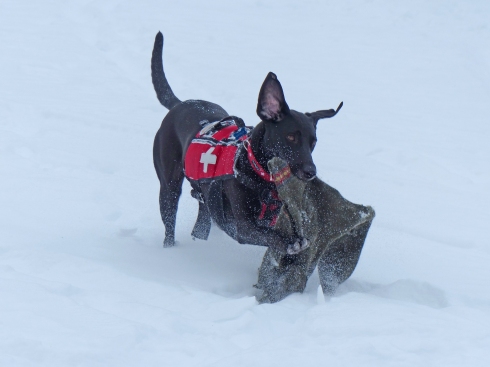 Stella the Rescue Dog runs back with the sweater she recovered from under the snow.